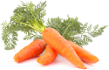 carrot