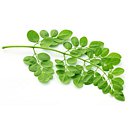 cm_moringa.jpg