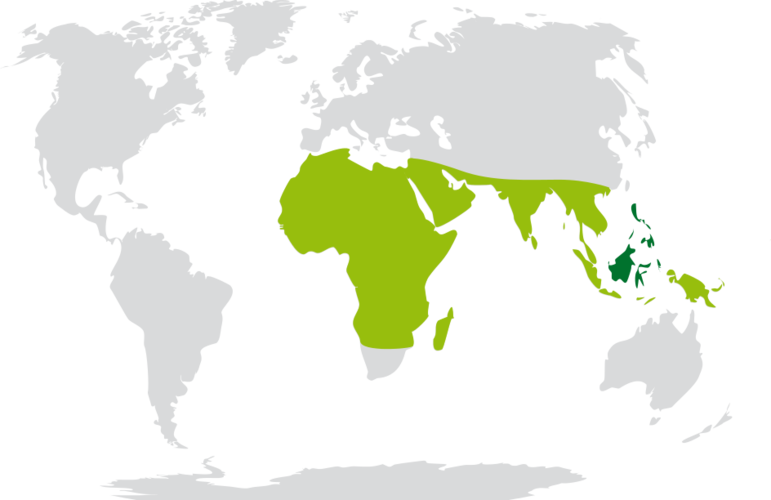 Mapa výskytu moringy